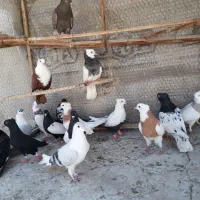طوقی دم سفید کلاغ کربلایی ساده کاکلی سینه