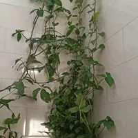 گل پتوس بلند