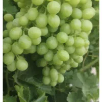 غوره دشمن زیاری و آبگیری زیر قیمت آبلیمو تازه