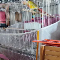 گرینچیک ردچیک و کوتوله