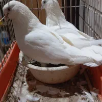 کبوتر|پرنده|بندرعباس, |دیوار