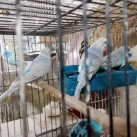 مرغ عشق بالغ نر|پرنده|تربتحیدریه, حسنی بالا|دیوار