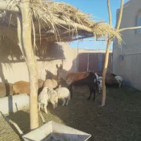 خر جوان گله گرد.سه ساله ماده .