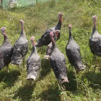 فروش بوقلمون|حیوانات مزرعه|اسالم, |دیوار