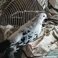 کفتر خوب|پرنده|قم, آزادگان|دیوار