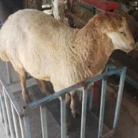 دام زنده با سلاخ گوسفند گوشتی پروار