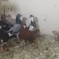 ۱۱عددکفتر پلاکی پرشی|پرنده|داراب, |دیوار