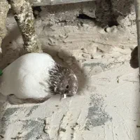 کفتر پرشی|پرنده|قره قوین, |دیوار