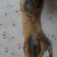 دو عدد هیزه جا روغن|ظروف نگهدارنده، پلاستیکی، یک‌بارمصرف|دورود, |دیوار