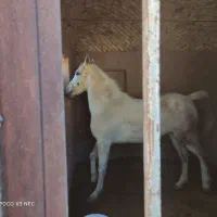 اسب|اسب و تجهیزات اسب‌سواری|رفسنجان, |دیوار