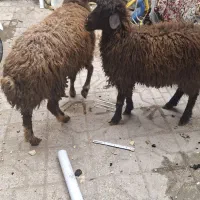 بره نر وماده