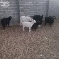 ۵راس بز وچبش