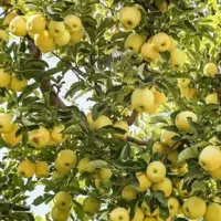 فروش ثمر باغ سیب زرد