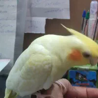 عروس پاریس اهلی|پرنده|سوسنگرد, |دیوار