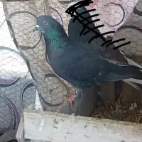 ماده کاکل وماده زاغ