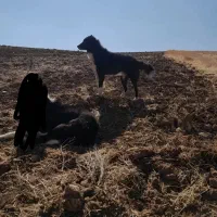 سگ نر