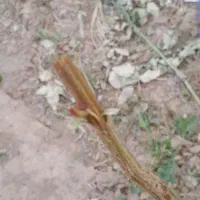 پیوند درختع پسته