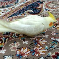 یک عدد عروس پاریس