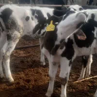 گوساله نر شیری و از شیر گرفته|حیوانات مزرعه|شیراز, منطقه ویژه اقتصادی|دیوار