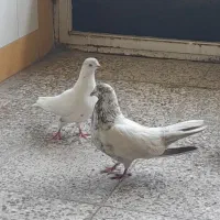 کفتر تهرانی درجه یک