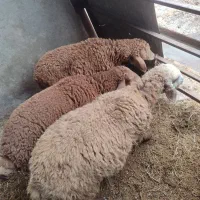 سه عددبره