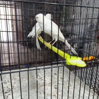 قناری  سفید نروماده