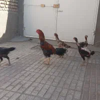 خروس لاری