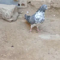 کفتر