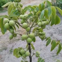 فروش انواع نهال اصلاح شده|خدمات باغبانی و درختکاری|سامان, |دیوار