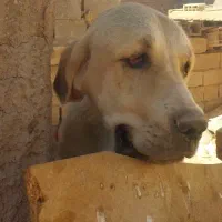 سگ  پژدر|سگ|رفسنجان, |دیوار