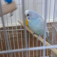 مرغ عشق دو نر ویک ماده