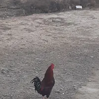 فروش 3عدد خروس چهل تاچ محلی|حیوانات مزرعه|گمیشان, |دیوار