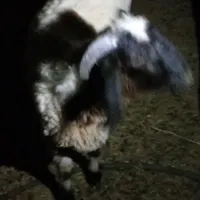 یک‌نربره شیر‌یک‌نرکره‌محلی‌‌چاق‌ویک‌بز‌دورگ|حیوانات مزرعه|رفسنجان, |دیوار