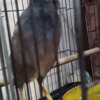 مرغ مینا سخنگو|پرنده|کرج, حصارک پایین|دیوار