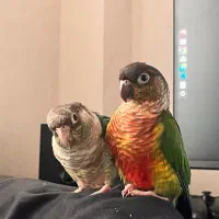 یک جفت گیرین چیک|پرنده|تهران, زرکش|دیوار