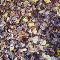 استخدام  خدمتکار برای کمک در کارهای منزل ویلایی|استخدام سرایداری و نظافت|رضوانشهر, |دیوار