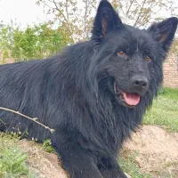 سگ ژرمن بلک