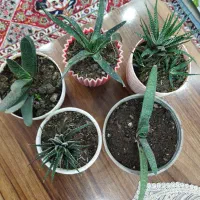 گلهای کاکتوس