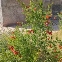 رهن یک واحد خانه باغ ویلا