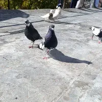 جفت طوقی کله ای نر سرته زرد نر|پرنده|خرم‌آباد, |دیوار