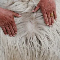 فروش پشم بز