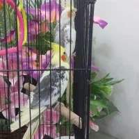 عروس هلندی|پرنده|تهران, افسریه شمالی|دیوار