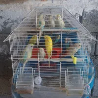 فروش مرغ عشق