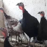 بقلمون بروبون ومحلی