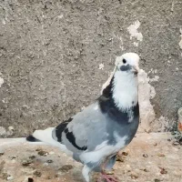 10 تا کفتر خوب|پرنده|قرچک, زیبا شهر|دیوار