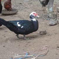 اردک خارجی7ماهه|حیوانات مزرعه|گتاب, |دیوار