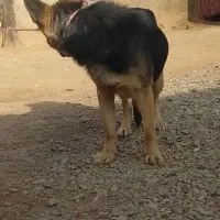 سگ پلیسی بازی گوش 2 سال نر