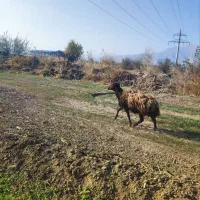 بره های ژندار