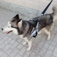 هاسکی|سگ|یاسوج, |دیوار