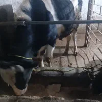 گاو نر هلشتاین اصیل ورزا گوساله|حیوانات مزرعه|سنگر, |دیوار